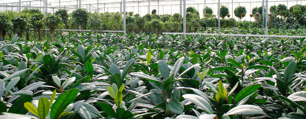 Schefflera - Schefflera Arboricola