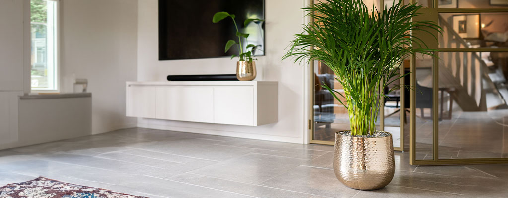 Ficus