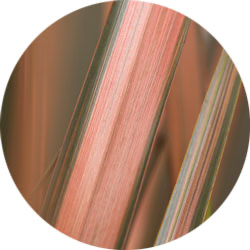 Phormium Pflege Phormium Pflege