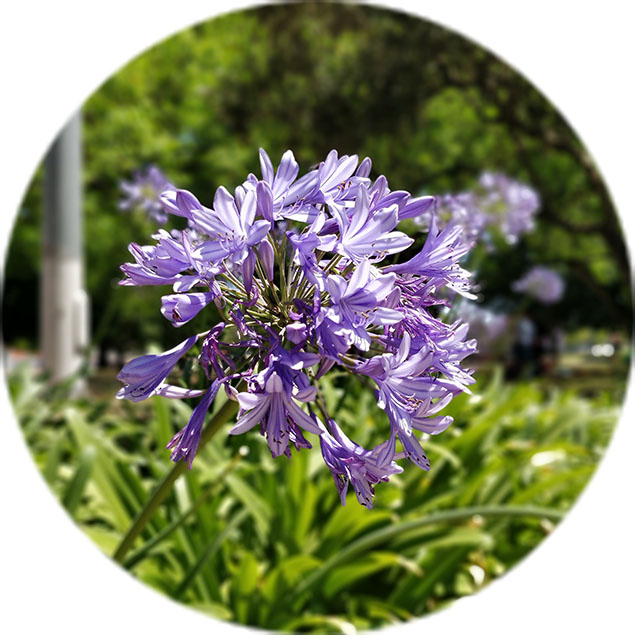 Agapanthus Pflege Agapanthus Pflege