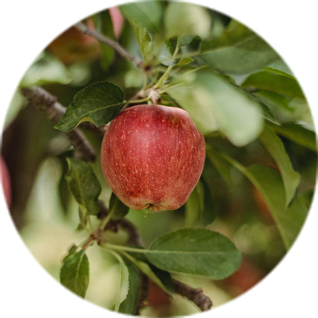 Apfelbaum pflege Apfelbaum pflege