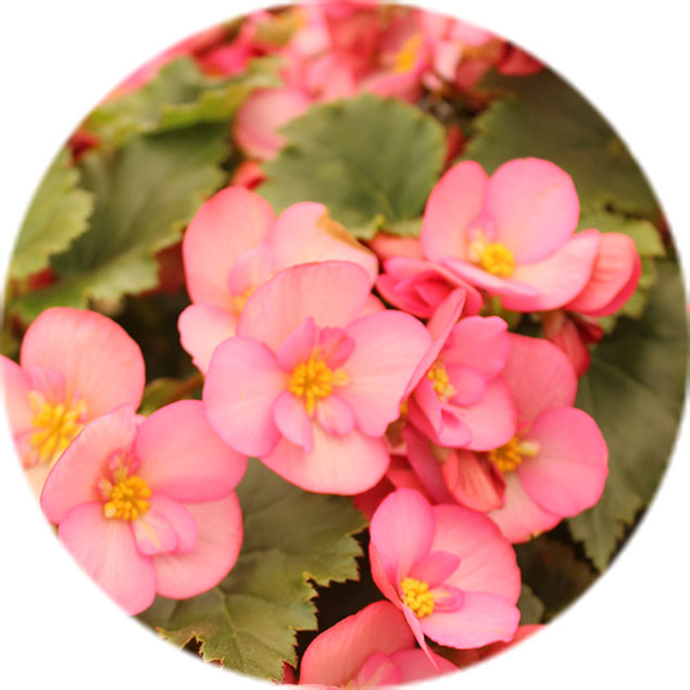 Begonie Gartenpflanze Pflege Begonie Gartenpflanze Pflege