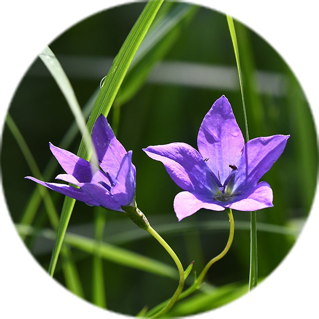Campanula Pflege Campanula Pflege