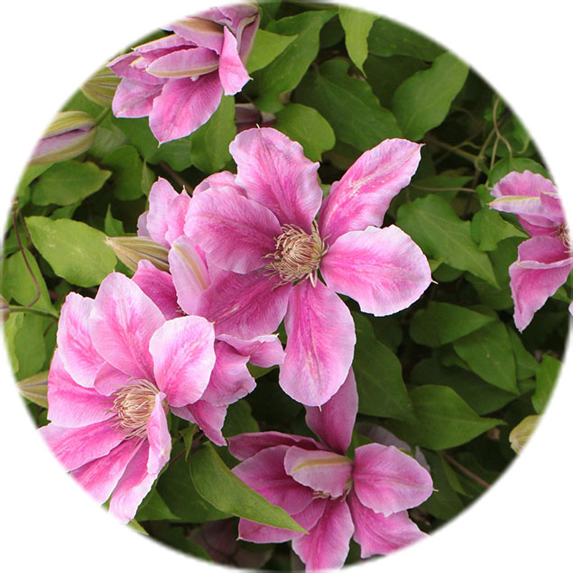 Clematis Pflege Clematis Pflege