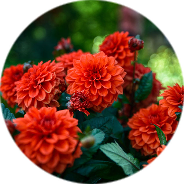 Dahlien Pflege Dahlien Pflege