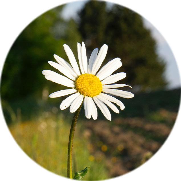 Gänseblümchen Pflege Gänseblümchen Pflege