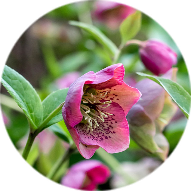 Helleborus Pflege Helleborus Pflege