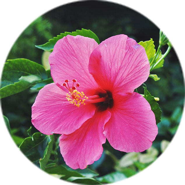 Hibiskus Pflege Hibiskus Pflege