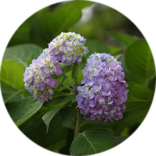 Hortensia Pflege Hortensia Pflege