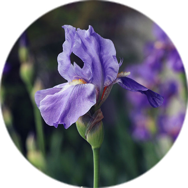 Iris Pflege Iris Pflege