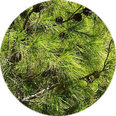 Kiefern Pflege Kiefern Pflege