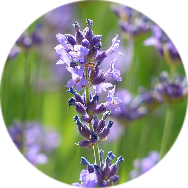 Lavendel Pflege Lavendel Pflege