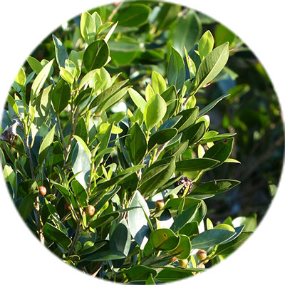 Lorbeeren Pflege Lorbeeren Pflege