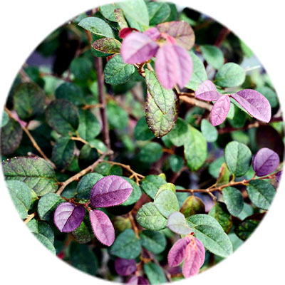 Loropetalum Pflege Loropetalum Pflege