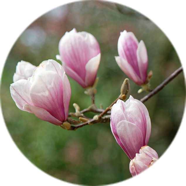 Magnolien Pflege Magnolien Pflege