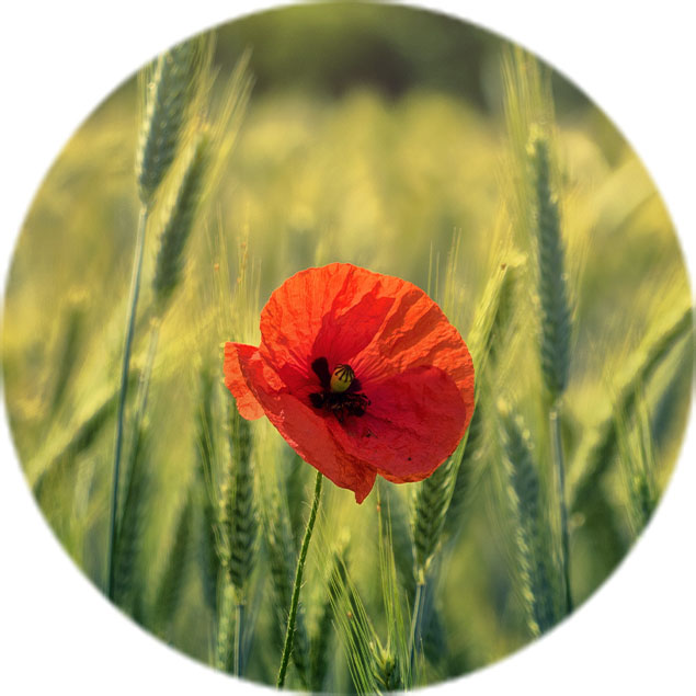 Mohn Pflege Mohn Pflege
