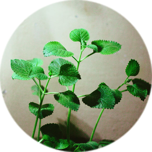 Oregano Pflege Oregano Pflege