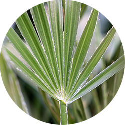 Chamaerops Humilis Pflege Chamaerops Humilis Pflege