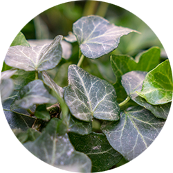 Hedera Pflege Hedera Pflege