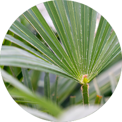 Hanfpalme Pflege Hanfpalme Pflege