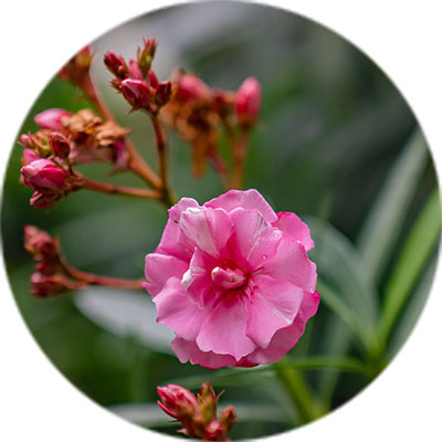 Oleander Pflege Oleander Pflege