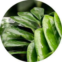 Zamioculcas Pflege Zamioculcas Pflege