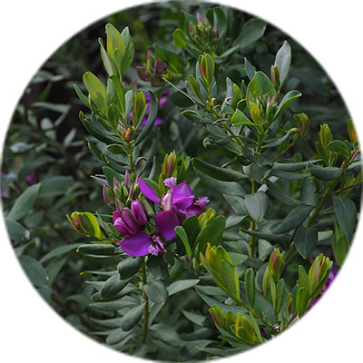 Polygala Pflege Polygala Pflege