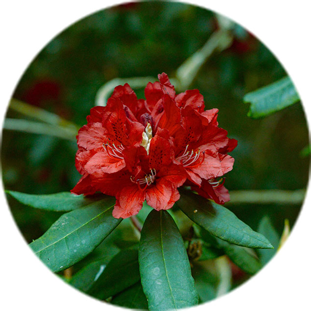 Rhododendron Pflege Rhododendron Pflege