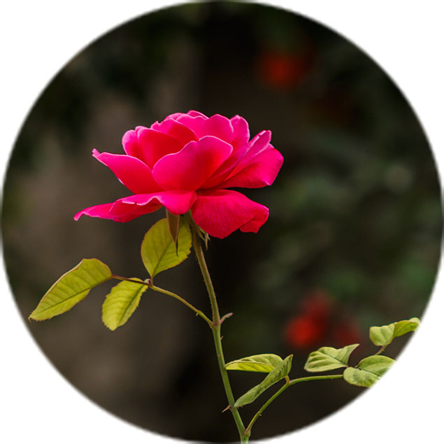 Rosen Pflege Rosen Pflege