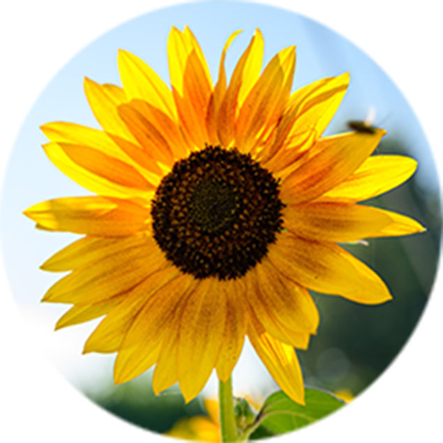 Sonnenblumen Pflege Sonnenblumen Pflege